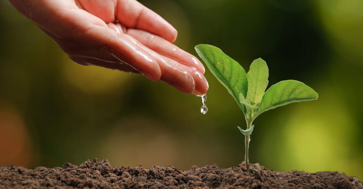 Biofertilizantes y su uso en cultivos
