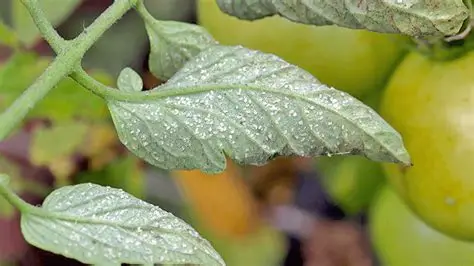 Cómo controlar la mosca blanca en tomate y hortalizas en Colombia