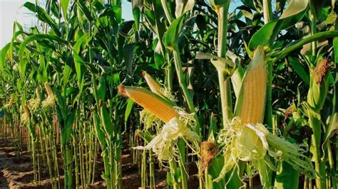 ¿Cuánto cuesta producir una hectárea de maíz en Colombia?