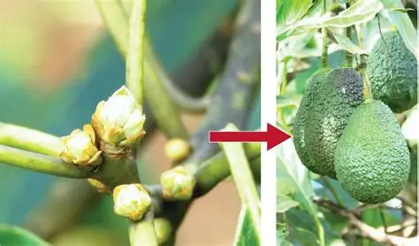 Los trips son pequeños insectos que pueden convertirse en un problema importante en cultivos de aguacate Hass, especialmente cuando coinciden poblaciones altas con brotaciones tiernas, floración y desarrollo inicial del fruto. Su tamaño reducido hace que muchas veces pasen desapercibidos hasta que comienzan a aparecer cicatrices, manchas y deformaciones sobre la superficie del aguacate. En Colombia el problema tiene una relevancia adicional: buena parte del Hass está orientado a mercados donde la apariencia externa del fruto influye directamente en su clasificación comercial. La guía de calidad de Corpohass publicada en 2026 incluye los daños ocasionados por trips entre los defectos que deben revisarse durante la selección de la fruta y utiliza como referencia que la superficie afectada no supere aproximadamente el 10 %. El manejo, sin embargo, no debería reducirse a aplicar un insecticida cada vez que aparece un trips. En aguacate se han identificado varias especies y sus poblaciones cambian con la fenología del cultivo, el clima y las condiciones de cada finca. La estrategia más eficiente comienza con monitorear, identificar cuándo aumenta el riesgo y combinar medidas culturales, biológicas y químicas cuando realmente sean necesarias. ¿Qué son los trips y por qué afectan al aguacate Hass? Los trips pertenecen al orden Thysanoptera. Son insectos muy pequeños y alargados que se alimentan sobre tejidos vegetales y pueden encontrarse en hojas tiernas, flores y frutos jóvenes. Un punto importante es que hablar de “trips del aguacate” no significa hablar de una sola especie. Investigaciones realizadas en cultivos de aguacate en Antioquia han encontrado varias especies asociadas al sistema. Un estudio colombiano identificó, entre otras, Frankliniella gardeniae, F. gossypiana, F. panamensis, Thrips palmi, Scirtothrips hansoni y Liothrips perseae. En esa investigación, F. gardeniae fue particularmente abundante en flores, mientras S. hansoni apareció asociada principalmente con hojas. Investigaciones publicadas en 2026 continúan mostrando que la diversidad de trips asociada al aguacate colombiano es relevante y destacan a Frankliniella gardeniae, F. panamensis y Scirtothrips hansoni entre las especies importantes estudiadas en el país. Esta diversidad explica por qué una estrategia que funcionó en una finca no necesariamente tendrá exactamente el mismo resultado en otra. Cómo reconocer el daño de trips en aguacate El daño depende del tejido atacado y del momento del cultivo. En brotes tiernos puede aparecer deterioro superficial y alteración del crecimiento. Durante la floración, la presencia de poblaciones altas puede afectar estructuras florales, mientras que el daño sobre frutos recién formados es especialmente importante por las cicatrices que quedan a medida que el aguacate crece. Los trips se alimentan sobre las células superficiales del tejido. Cuando atacan frutos pequeños, la zona afectada continúa desarrollándose alrededor del daño inicial y puede terminar formando áreas corchosas, marrones o rugosas. En ataques importantes pueden observarse cicatrices que dan a la epidermis una apariencia áspera o similar a una “piel de cocodrilo”. Aunque determinados daños pueden ser principalmente externos, afectan la presentación comercial y pueden reducir el porcentaje de fruta que cumple los requisitos de mercados de mayor valor. Por eso es preferible detectar la población antes de encontrar frutos fuertemente marcados. Una cicatriz que ya se formó no desaparece aplicando posteriormente un producto de control. Floración y fruto joven: etapas para aumentar el monitoreo El riesgo ocasionado por trips no permanece igual durante todo el año. La presencia de tejidos tiernos, flores y frutos jóvenes puede modificar considerablemente la actividad de algunas especies. El ICA reconoce a los trips dentro de las plagas priorizadas en aguacate y, en sus protocolos de evaluación de productos para esta plaga, identifica la floración como uno de los periodos donde debe prestarse especial atención a su actividad. En términos prácticos, el monitoreo debería intensificarse cuando aparecen nuevas brotaciones, durante floración y especialmente después del cuajado, cuando empiezan a desarrollarse frutos pequeños susceptibles a quedar marcados. Etapa del cultivo Qué revisar Nivel de atención Brotación vegetativa Hojas y terminales tiernas Medio-alto Botón floral Inflorescencias y brotes Alto Floración Flores e inflorescencias Alto Cuajado Frutos recién formados Muy alto Fruto pequeño Superficie del fruto y brotes próximos Muy alto Fruto desarrollado Daño acumulado y población presente Seguimiento Esto no significa que deba hacerse una aplicación automática en cada una de estas etapas. Significa que son momentos donde vale la pena mirar más y decidir mejor. Cómo monitorear trips en aguacate Hass Debido a su tamaño, observar los trips directamente sobre el árbol puede ser difícil. El monitoreo debe concentrarse en tejidos donde exista mayor probabilidad de encontrarlos: brotes tiernos, inflorescencias, flores y frutos pequeños. Una metodología sencilla consiste en seleccionar árboles representativos de diferentes zonas del lote y revisar varias ramas o terminales de cada uno. Como referencia metodológica, el ICA utiliza para evaluaciones de trips en aguacate el conteo de individuos vivos sobre dos a tres ramas o terminales por árbol. Ese procedimiento pertenece a protocolos de eficacia y no debe interpretarse como un umbral económico universal, pero resulta útil para entender cómo realizar observaciones sistemáticas. También pueden utilizarse trampas adhesivas para conocer cambios en la presencia de adultos. El valor de la trampa no está solamente en contar insectos un día, sino en comparar cómo evoluciona la captura entre semanas y relacionarla con floración, brotaciones, clima y observaciones directas del cultivo. Una buena ficha de monitoreo debería registrar fecha, lote, estado fenológico, número de trips observados o capturados, presencia de daño nuevo y manejo realizado. Después de varias semanas esos datos permiten entender la dinámica propia de la finca. No existe un número mágico para decidir cuándo controlar Una de las preguntas más frecuentes es cuántos trips deben encontrarse para justificar una aplicación. La respuesta debe manejarse con precaución. En Colombia existen diferentes especies asociadas al aguacate y no es recomendable utilizar un único umbral encontrado para otra especie, región o sistema productivo como si fuera válido para todas las fincas. La decisión debería considerar simultáneamente población, estado fenológico, presencia de daño nuevo, historial del lote, destino comercial de la fruta y comportamiento observado durante monitoreos anteriores. Encontrar unos pocos individuos durante una etapa poco susceptible no representa necesariamente el mismo riesgo que observar una población creciente durante cuajado y formación de frutos. Manejo cultural: disminuir condiciones favorables antes de depender del insecticida El manejo integrado comienza con prácticas que disminuyan la posibilidad de que la población alcance niveles problemáticos. La poda y el manejo de la copa pueden ayudar a mantener una estructura más accesible para monitoreo y aplicaciones. También conviene manejar adecuadamente residuos, ramas y material vegetal donde puedan mantenerse poblaciones de plagas. El manejo de arvenses merece especial cuidado. Algunas plantas pueden actuar como hospederos de determinados trips, pero la vegetación asociada también puede albergar organismos benéficos. Por eso una eliminación indiscriminada no siempre es la mejor decisión. Es preferible conocer qué especies vegetales predominan y manejar aquellas que estén asociadas con el problema identificado. Este punto es especialmente relevante porque investigaciones realizadas en Colombia han mostrado que las asociaciones entre trips y plantas acompañantes no son iguales para todas las especies. También debe evitarse un crecimiento vegetativo excesivamente desbalanceado. Una alta cantidad de tejido tierno puede ofrecer más sitios favorables para alimentación y reproducción de algunas especies, por lo que el manejo nutricional debe responder a las necesidades reales del cultivo. Control biológico y conservación de enemigos naturales Un programa de manejo de trips en aguacate Hass debería considerar la fauna benéfica antes de recurrir repetidamente a insecticidas de amplio espectro. Dentro de programas de manejo integrado de trips se utilizan enemigos naturales y microorganismos entomopatógenos. Entre las herramientas estudiadas o empleadas en diferentes sistemas se encuentran depredadores como especies de Orius y hongos entomopatógenos como Beauveria bassiana y Metarhizium anisopliae. La disponibilidad comercial y la autorización de estos productos pueden variar. Por eso, antes de utilizar cualquier controlador biológico comercial en aguacate, debe comprobarse que esté registrado y recomendado para el uso correspondiente en Colombia. Conservar enemigos naturales también implica evitar aplicaciones innecesarias. Un insecticida puede disminuir rápidamente una población de trips, pero también afectar organismos que ayudan a mantenerla controlada posteriormente. Control químico: aplicar por necesidad, no por calendario Los insecticidas pueden formar parte del manejo cuando el monitoreo indica que existe riesgo suficiente para justificar una intervención. El problema aparece cuando se convierten en la única herramienta y se aplican automáticamente cada cierto número de días. En Colombia deben utilizarse únicamente productos que cuenten con registro vigente del ICA para el cultivo y el uso correspondiente, respetando dosis, intervalo entre aplicaciones, periodo de carencia, periodo de reentrada y demás condiciones establecidas en la etiqueta. El ICA mantiene el sistema oficial de consulta de registros de plaguicidas agrícolas. En aguacate destinado a exportación existe además otra consideración: los límites máximos de residuos aceptados pueden cambiar según el mercado de destino. Por eso el programa fitosanitario debe coordinarse con la asistencia técnica y, cuando corresponda, con la exportadora. La calidad de la aplicación también importa. Una mala cobertura sobre las zonas donde se concentra la plaga puede reducir el control incluso cuando el producto seleccionado sea adecuado. Rotar modos de acción ayuda a proteger las herramientas disponibles Repetir continuamente un insecticida o diferentes marcas que contienen ingredientes con el mismo modo de acción aumenta la presión de selección sobre la población. Por esta razón no basta con cambiar de nombre comercial. La rotación debe considerar el grupo de modo de acción. IRAC recomienda utilizar secuencias o rotaciones entre insecticidas con diferentes modos de acción para disminuir la selección continua de individuos resistentes. Antes de diseñar la rotación hay que comprobar que cada alternativa esté autorizada para el uso requerido y seguir las restricciones de su etiqueta. Mala práctica Mejor enfoque Aplicar por calendario Decidir mediante monitoreo Cambiar únicamente de marca Revisar grupo IRAC/modo de acción Repetir el mismo mecanismo Rotar modos de acción permitidos Aumentar dosis por baja eficacia Investigar causa y respetar etiqueta Aplicar sin revisar población después Evaluar resultado del tratamiento Una baja eficacia tampoco significa automáticamente resistencia. Puede deberse a mala cobertura, momento inadecuado, identificación incorrecta, lluvia posterior u otros factores. Cuidado especial durante la floración La floración es precisamente una de las etapas donde pueden aparecer trips, pero también es un momento crítico para la actividad de polinizadores. Por eso cualquier intervención química durante esta etapa exige especial cuidado. Deben respetarse estrictamente las advertencias de la etiqueta relacionadas con abejas y otros organismos no objetivo y evitar aplicaciones que impliquen riesgos incompatibles con la actividad de polinizadores. La presencia de trips en flores no debería convertirse automáticamente en una orden de fumigar. Primero debe determinarse la población, el riesgo real y las alternativas disponibles dentro del programa de manejo integrado. Cómo saber si el manejo está funcionando El éxito no debería evaluarse diciendo simplemente que “después de aplicar ya no se ven trips”. Hay que volver al mismo método de monitoreo utilizado antes del tratamiento y comparar la población. El protocolo de eficacia utilizado por el ICA para aguacate contempla precisamente evaluaciones antes y después de una intervención, mediante conteos de individuos vivos. En una finca comercial también conviene registrar la proporción de frutos con daño nuevo. Si la población disminuye pero continúa apareciendo cicatrización fresca, puede existir un problema de cobertura, reinfestación o momento de aplicación. Al finalizar la cosecha, la información más útil será comparar lotes, porcentaje de fruta afectada, número de intervenciones y costo total del programa. Trips y calidad del aguacate Hass colombiano El manejo de trips tiene una relación directa con la comercialización. Aunque determinadas lesiones superficiales no necesariamente comprometen la pulpa, sí pueden afectar la clasificación externa del fruto. La guía de buenas prácticas de cosecha y poscosecha de Aguacate Hass Origen Colombia, publicada por Corpohass en 2026, incluye dentro de la selección en finca los daños por diferentes trips y utiliza como criterio que la afectación no supere aproximadamente el 10 % de la superficie del fruto. Esto muestra por qué el manejo debe comenzar mucho antes de cosechar. Cuando el fruto llega a la canastilla, la cicatriz ya está formada y la posibilidad de corregirla desapareció. Además, la sanidad fitosanitaria continúa siendo estratégica para mantener los mercados internacionales del Hass colombiano. En agosto de 2026, ICA, Corpohass y Asohofrucol reforzaron conjuntamente acciones de vigilancia y control fitosanitario en esta cadena. Un programa práctico de manejo integrado de trips En lugar de comenzar preguntando qué insecticida aplicar, el manejo puede organizarse siguiendo una secuencia: primero identificar las etapas de mayor riesgo del cultivo, después aumentar el monitoreo de brotes, flores y frutos jóvenes y registrar la evolución de las poblaciones. Si la población aumenta, se revisan condiciones del lote, manejo cultural y presencia de controladores naturales. Cuando el nivel de riesgo justifique una intervención, se selecciona una alternativa autorizada por el ICA, se verifica su modo de acción y se realiza una aplicación con buena cobertura. Después se vuelve a monitorear. El proceso debería funcionar así: Fenología → monitoreo → identificación del riesgo → manejo cultural y biológico → intervención cuando corresponda → evaluación → registro. La diferencia parece pequeña, pero cambia el enfoque completo. En vez de construir un calendario de fumigaciones, se construye un programa de decisiones. ¿Cómo identificar trips en aguacate Hass? Son insectos pequeños y alargados que pueden encontrarse principalmente en brotes tiernos, flores y frutos jóvenes. Por su tamaño, conviene complementar la observación directa con muestreos sistemáticos y trampas adhesivas. ¿Qué daño causan los trips en el fruto? Su alimentación puede provocar cicatrices, áreas corchosas, manchas y deformaciones superficiales que se vuelven más visibles a medida que el fruto crece. El daño puede afectar especialmente la calidad comercial. ¿Cuál es la etapa más crítica para monitorear trips? Debe aumentarse la vigilancia durante brotaciones, floración, cuajado y desarrollo inicial de frutos. La presencia de frutos pequeños hace especialmente importante detectar aumentos poblacionales antes de que aparezca daño permanente. ¿Qué especies de trips hay en aguacate en Colombia? Estudios colombianos han identificado múltiples especies, entre ellas Frankliniella gardeniae, F. gossypiana, F. panamensis, Thrips palmi, Scirtothrips hansoni y Liothrips perseae. La composición puede cambiar entre zonas. ¿Qué insecticida sirve para trips en aguacate? No debería escogerse únicamente por ingrediente activo o recomendación informal. En Colombia debe utilizarse un producto con registro ICA vigente para el cultivo y uso correspondiente, siguiendo exactamente la etiqueta. La disponibilidad de registros puede cambiar, por lo que conviene verificarlos antes de cada programa. ¿Las trampas adhesivas controlan los trips? Su función principal es ayudar al monitoreo y detectar cambios en la población de adultos. No deberían considerarse por sí solas un sustituto del manejo cuando existe una infestación importante. ¿Por qué no conviene utilizar siempre el mismo insecticida? La exposición repetida al mismo modo de acción aumenta la presión de selección hacia resistencia. Las estrategias de manejo de resistencia recomiendan alternar grupos de modo de acción cuando las aplicaciones sean necesarias y estén autorizadas. ¿El daño por trips impide exportar el aguacate? Depende del nivel de afectación y de las especificaciones comerciales aplicables. La guía de calidad de Corpohass utiliza como referencia práctica que el daño por trips no supere aproximadamente el 10 % de la superficie del fruto.