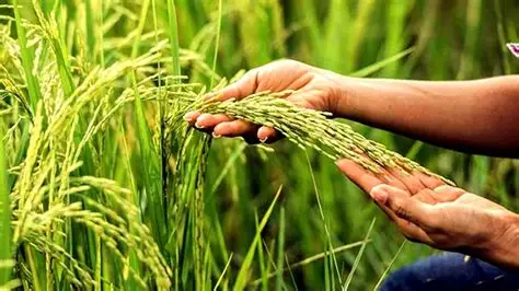 Cómo elegir un crédito según tu ciclo productivo agrícola