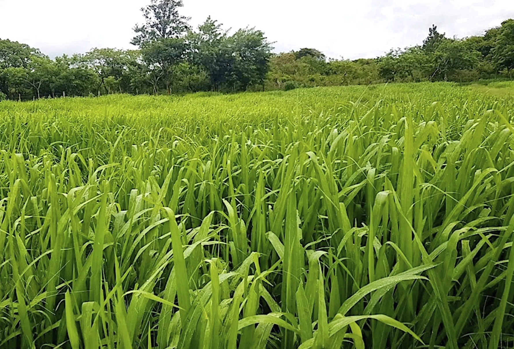 Los Mejores Pastos para Clima Cálido en Colombia: Guía Completa para una Ganadería Más Productiva