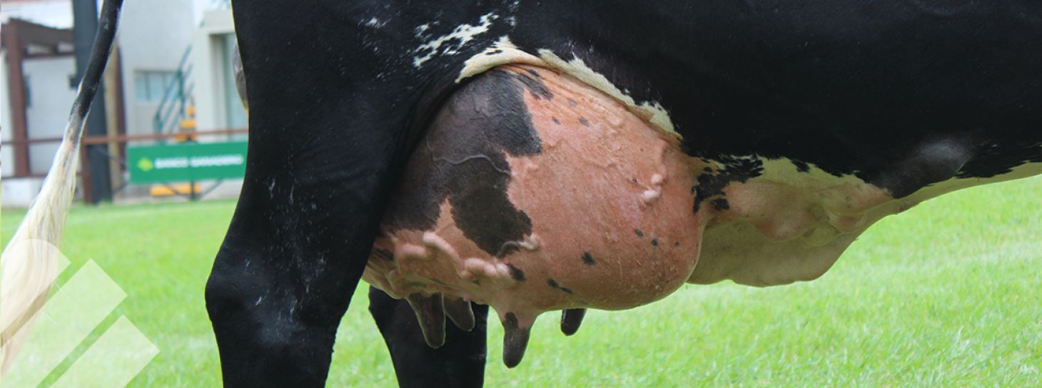 Mastitis