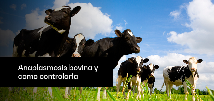 Cómo prevenir la anaplasmosis y la babesiosis en bovinos: claves para proteger la productividad de tu ganadería