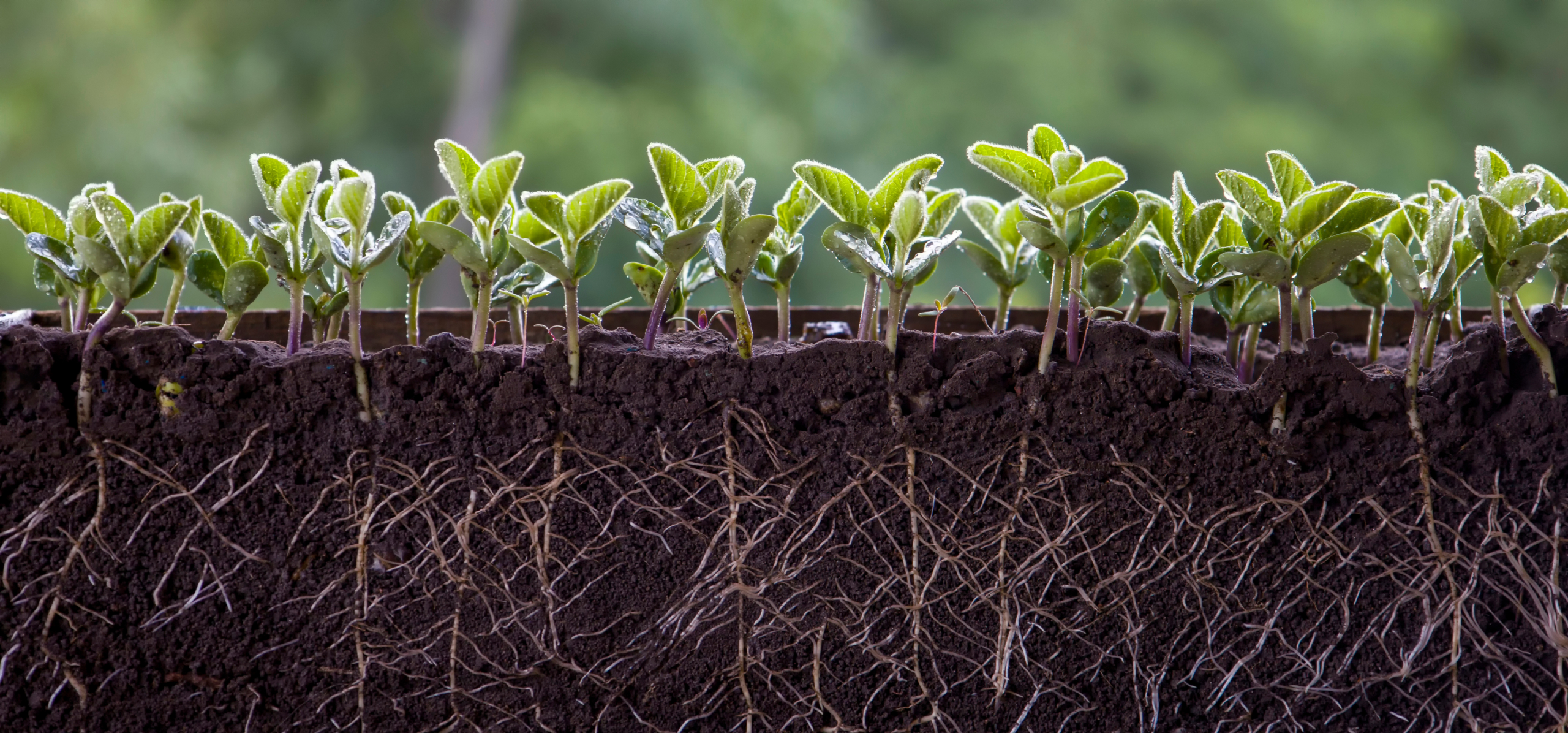 Cuál es el mejor fertilizante para raíces Guía para lograr un sistema radicular fuerte y cultivos más productivos