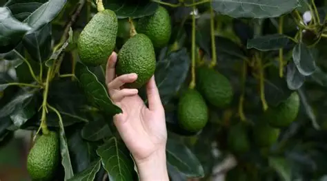 Programa nutricional para aguacate Hass: guía completa de fertilización para aumentar el rendimiento y la calidad del fruto