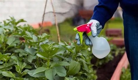 Cuándo y cómo aplicar fertilizante foliar sin quemar el cultivo